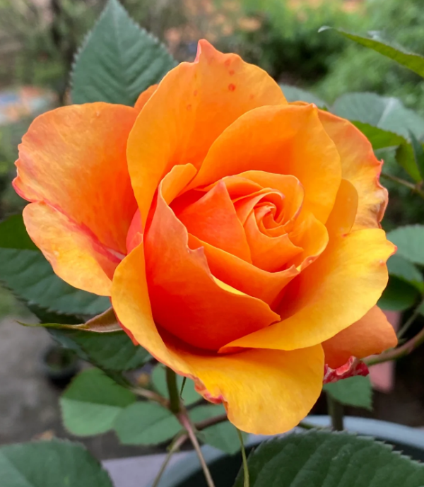 El Paso Forever Rose丨Your roses