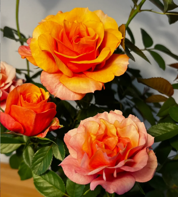 El Paso Forever Rose Plant丨Your roses
