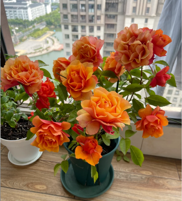 El Paso Forever Rose Bush丨Your roses