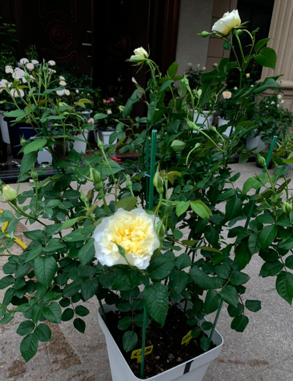 eugenie garden rose丨Your roses