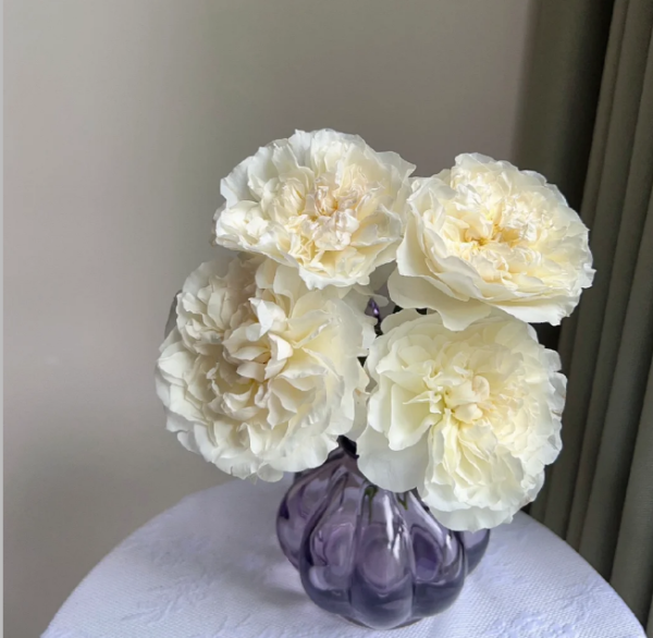 rose eugenie 丨Your roses