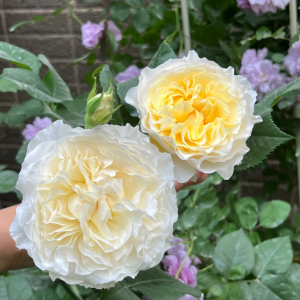 eugenie rose plant丨Your roses