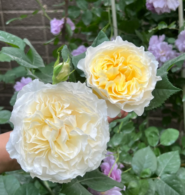 eugenie rose plant丨Your roses