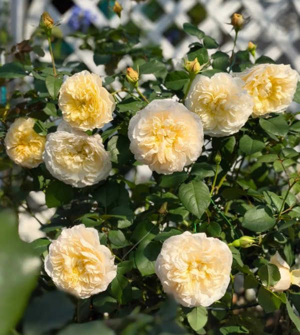 eugenie rose for sale丨Your roses