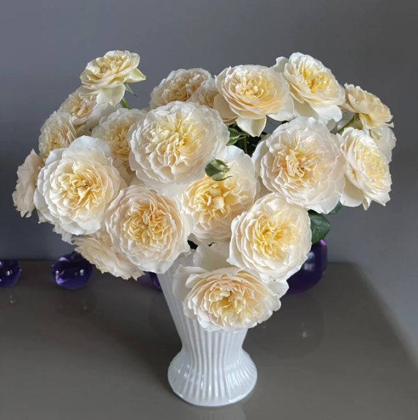 eugenie rose丨Your roses