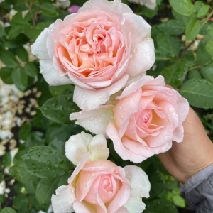 Fairytale Magic Rose丨Your roses