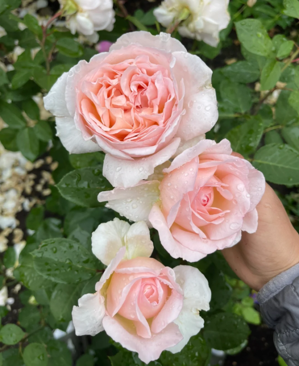Fairytale Magic Rose丨Your roses