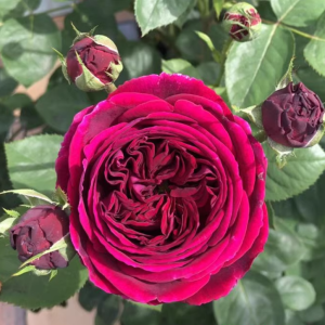 falstaff rose丨Your roses