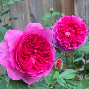 gabriel oak rose丨Your roses