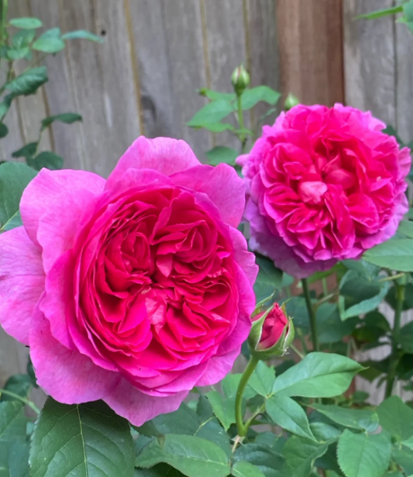 gabriel oak rose丨Your roses