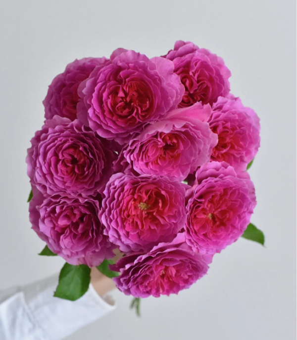 gabriel oak rose for sale丨Your roses