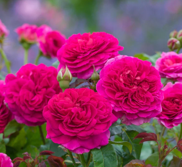 david austin rose gabriel oak丨Your roses