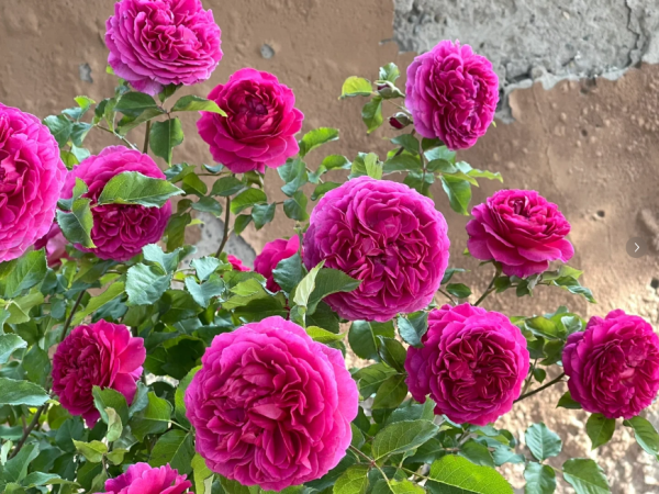 david austin roses gabriel oak丨Your roses