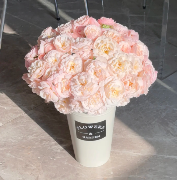 gentle hermione rose for sale丨Your roses