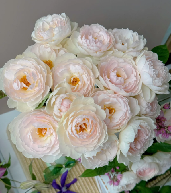 david austin rose gentle hermione丨Your roses