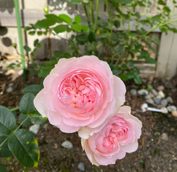 gentle hermione rose丨Your roses