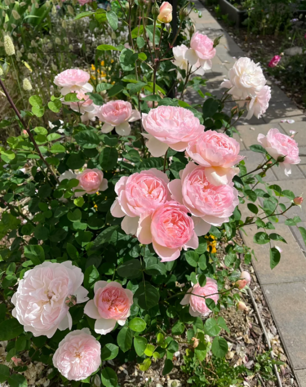 david austin gentle hermione rose丨Your roses