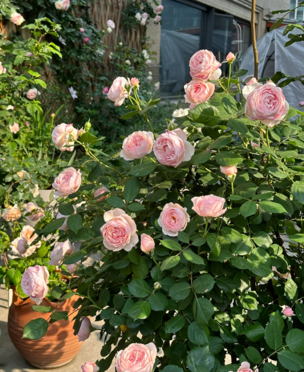 david austin rose geoff hamilton丨Your roses