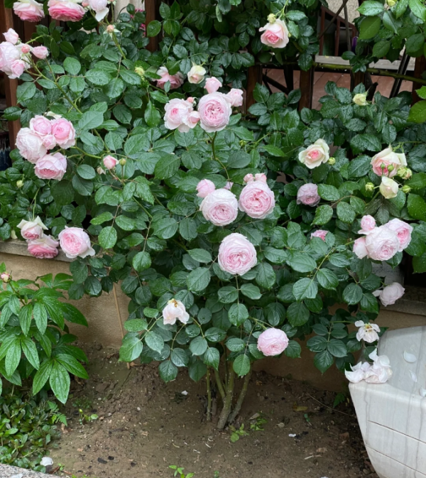 Geoff Hamilton Rose - Image 4