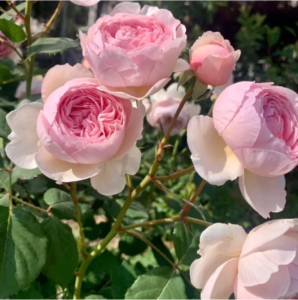 david austin geoff hamilton rose丨Your roses