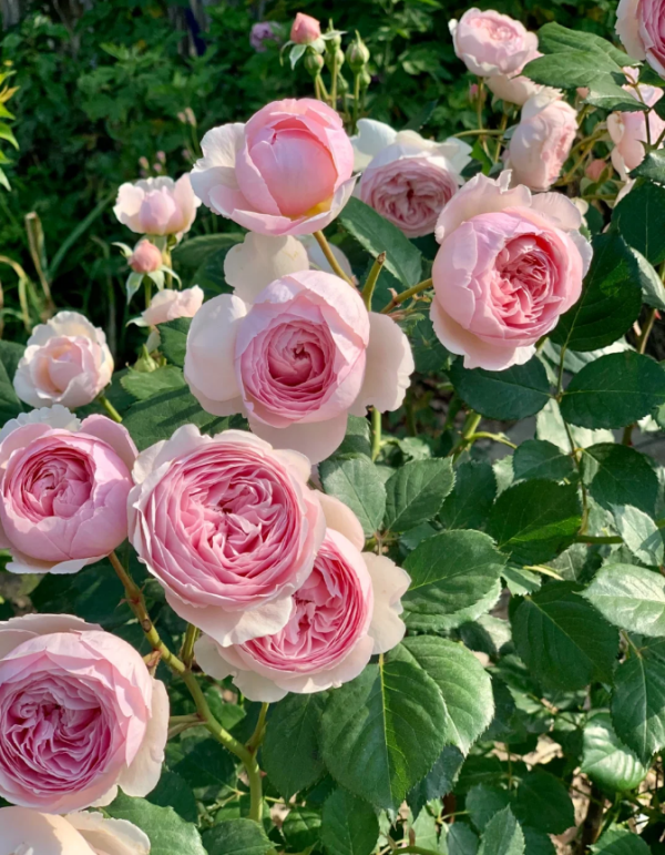 rose geoff hamilton丨Your roses