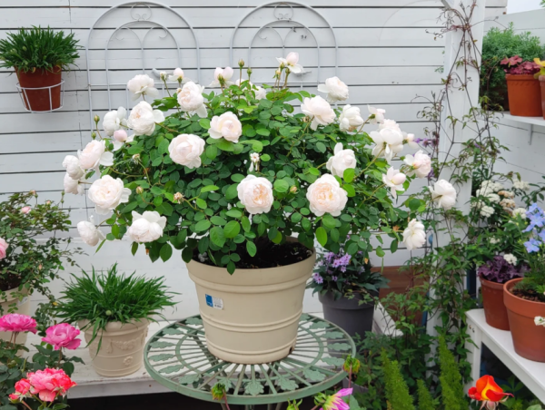 david austin rose glamis castle丨Your roses