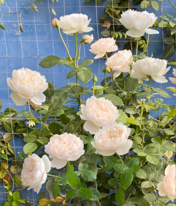 glamis castle rose bush丨Your roses