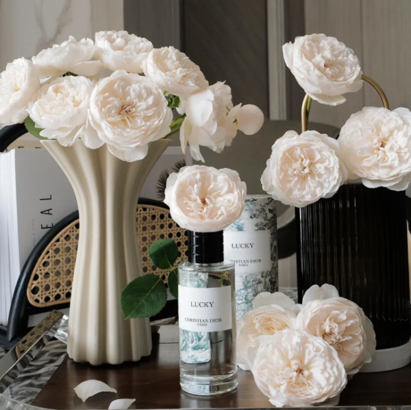 glamis castle rose for sale丨Your roses