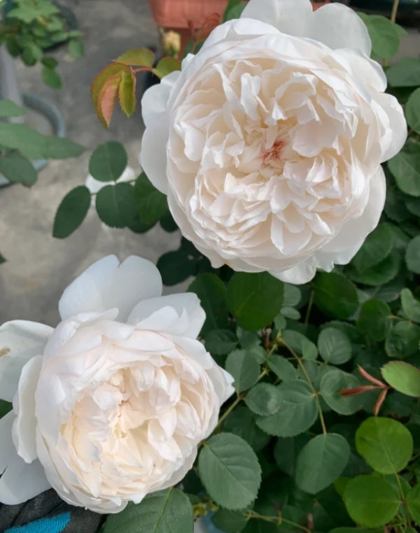 glamis castle david austin rose丨Your roses