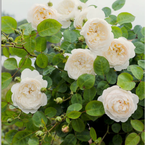 glamis castle rose丨Your roses