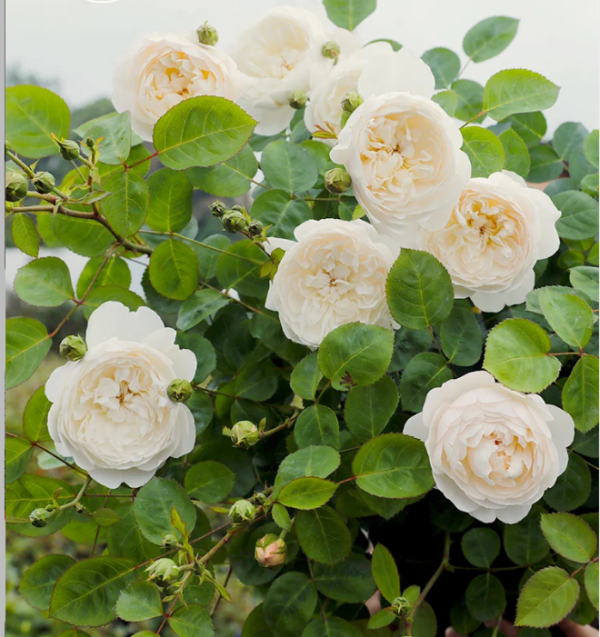 glamis castle rose丨Your roses