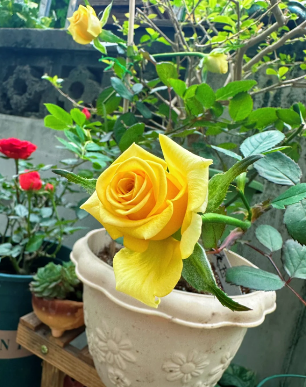 Gold Strike Rose Plant丨Your roses