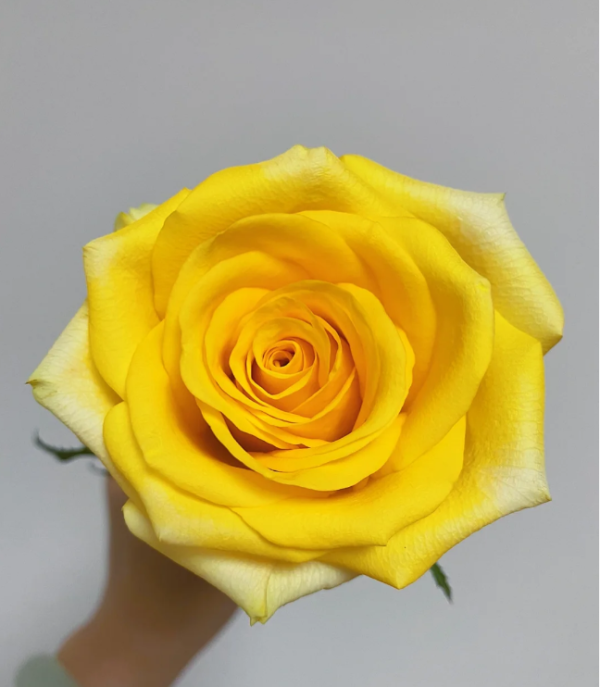 Gold Strike Rose丨Your roses