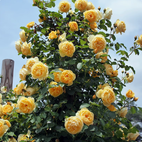 graham thomas rose for sale丨Your roses