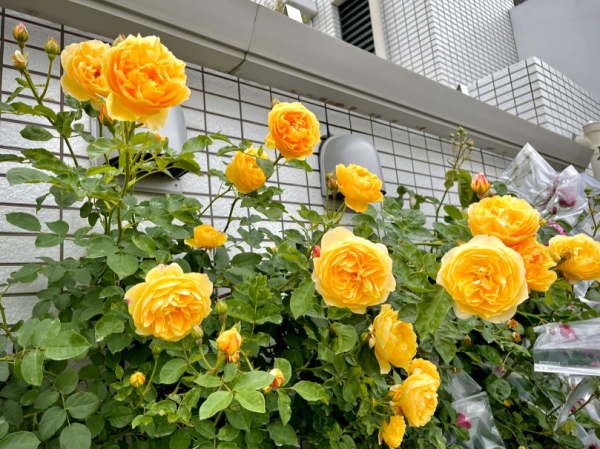 rose thomas graham丨Your roses