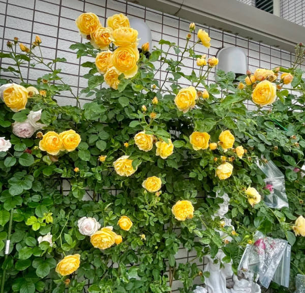 rosa graham thomas丨Your roses