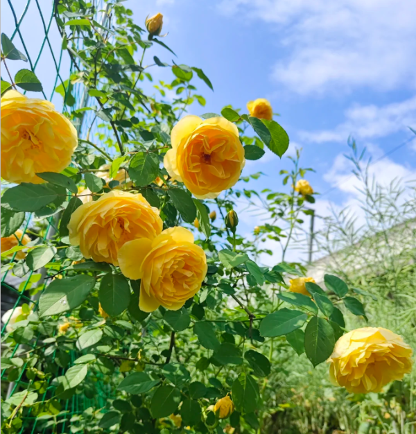 graham thomas roses丨Your roses