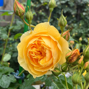 graham thomas rose丨Your roses