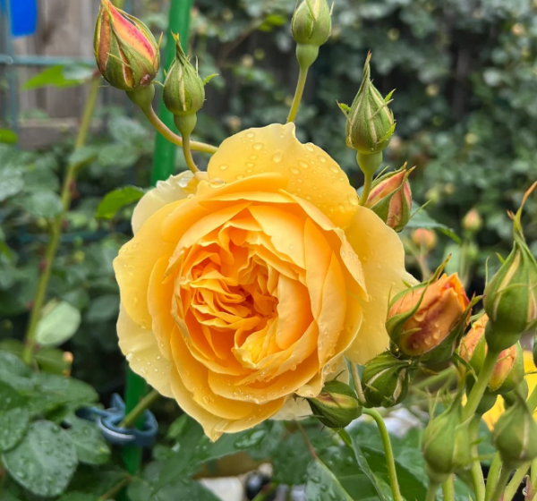 graham thomas rose丨Your roses