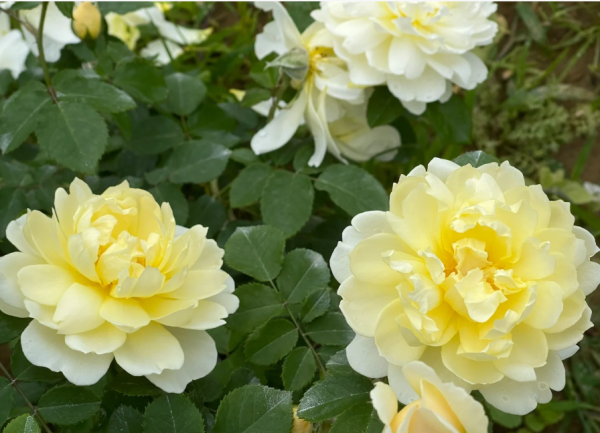 Imogen Rose Plant丨Your roses