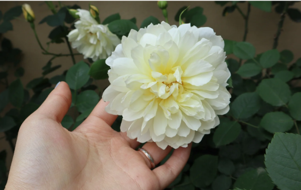 Imogen Roses丨Your roses