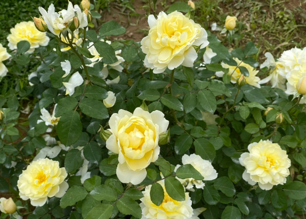 Rose Imogen 丨Your roses