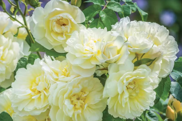 Imogen Rose for sale丨Your roses