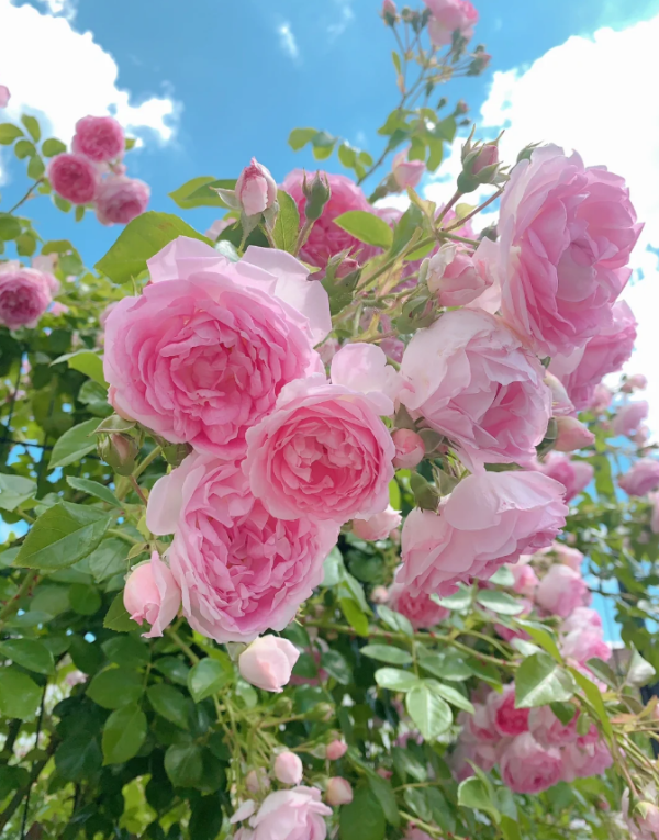 jasmine rose丨Your roses