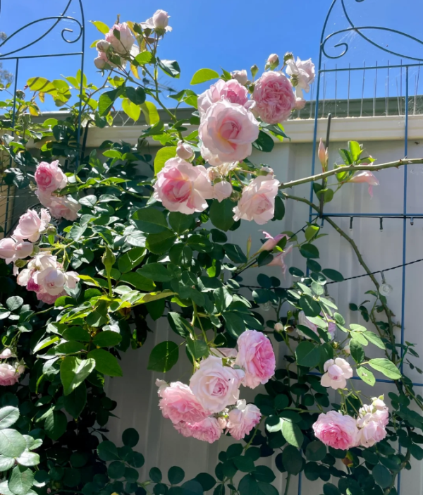 jasmine roses丨Your roses