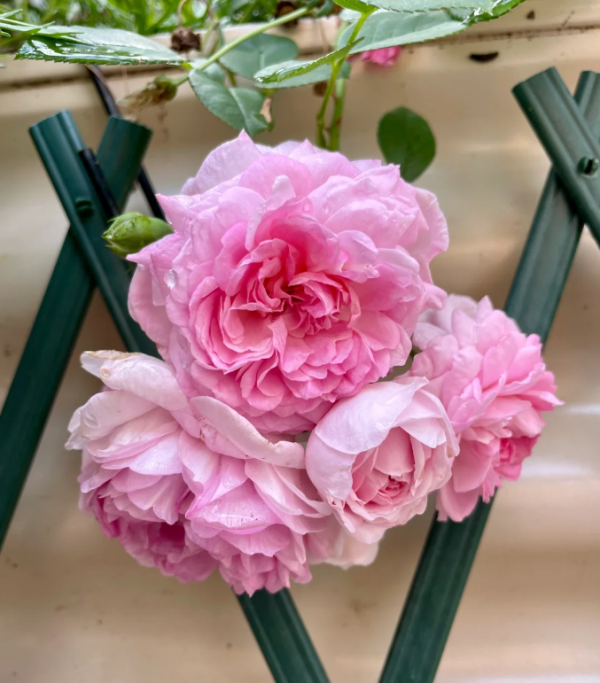 jasmina climbing rose丨Your roses