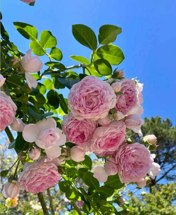 jasmine rose for sale丨Your roses