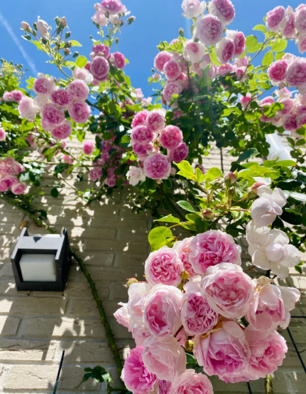 jasmina rose climbing丨Your roses