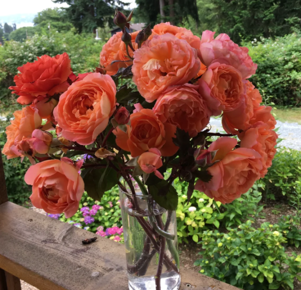 lady emma hamilton rose for sale丨Your roses
