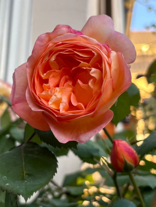lady emma hamilton rose丨Your roses